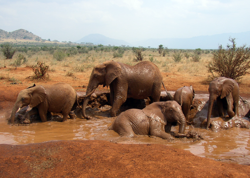 Elephants Taking a Mud Bath